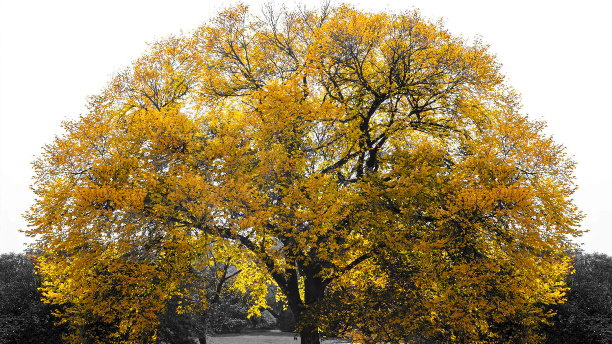 Majestic redwood tree with dense golden-yellow canopy and dark branches