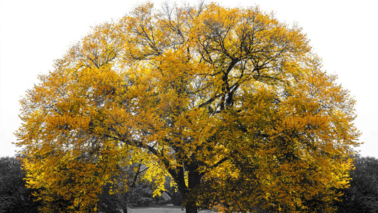 Majestic redwood tree with dense golden-yellow canopy and dark branches