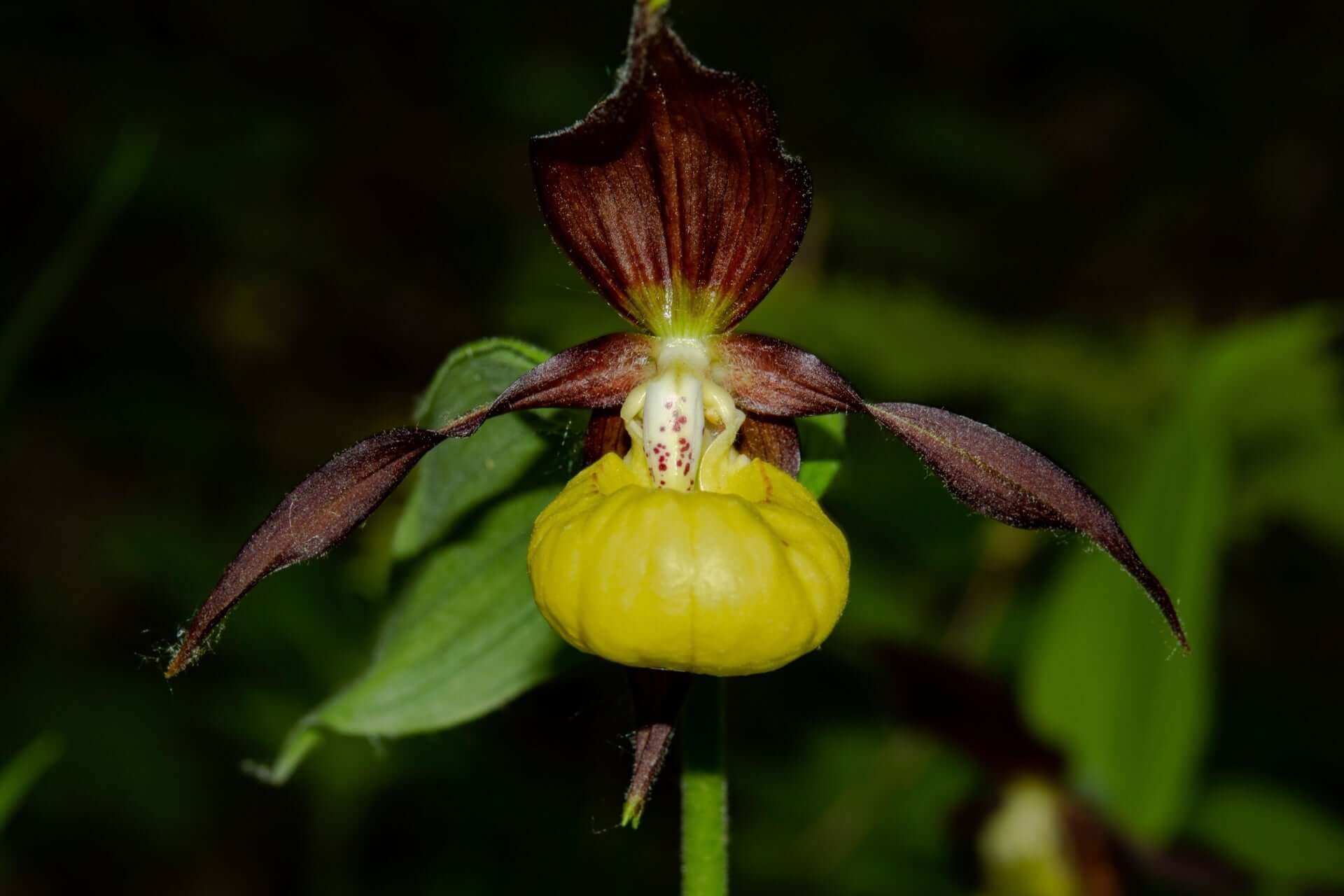 Vibrant yellow and maroon slipper orchid with speckled white center in garden.