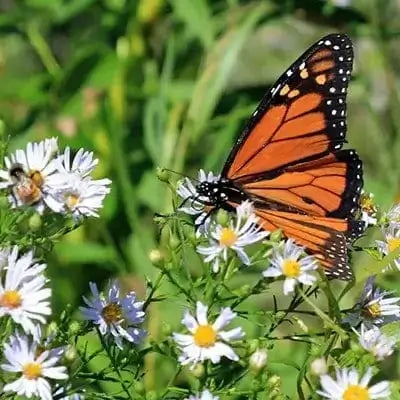 Monarch butterfly on fragrant white flowers for Tennessee gardens