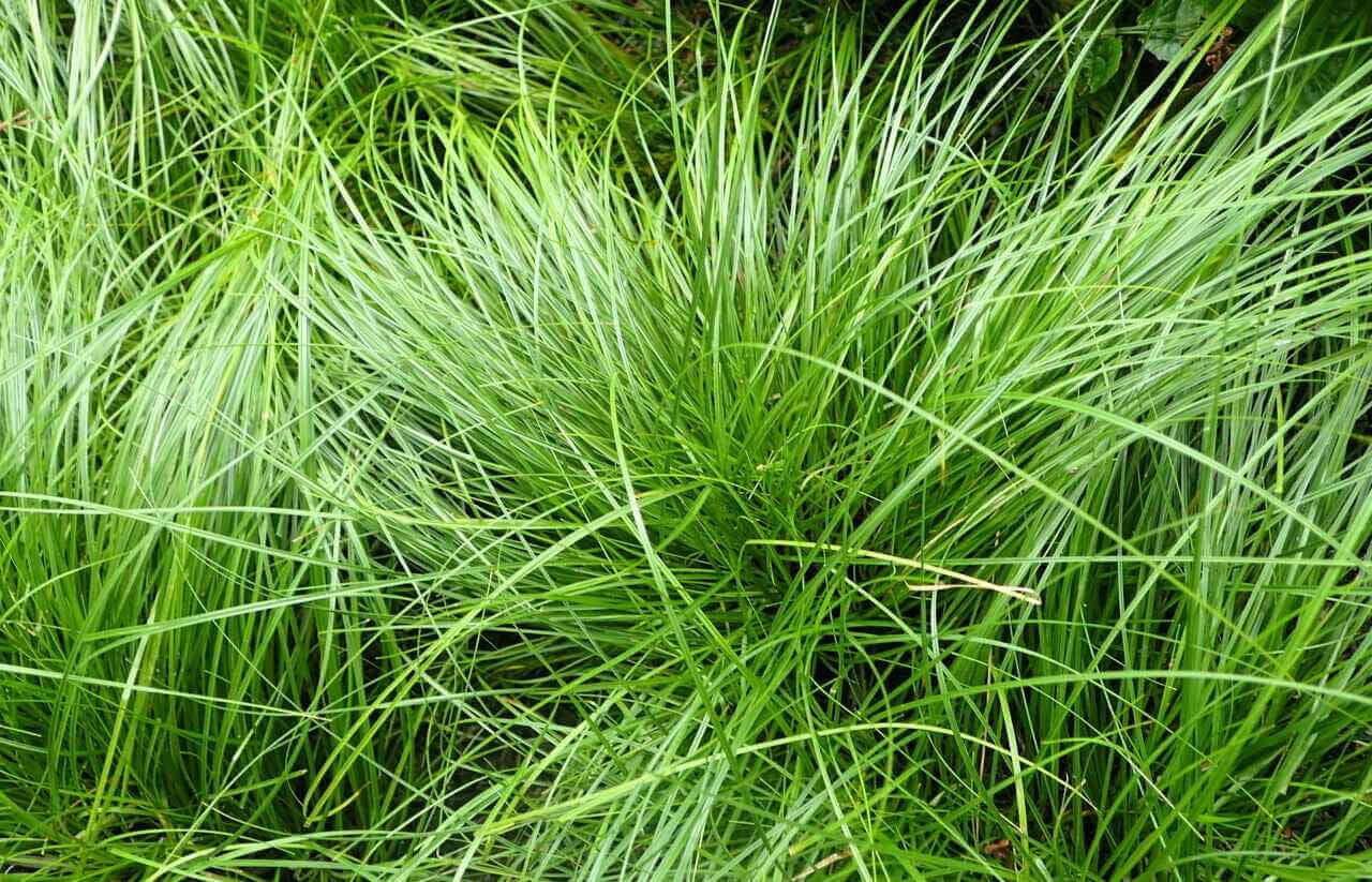Lush vibrant green ornamental grass for Tennessee yards