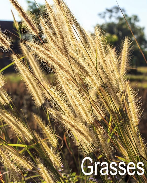 Ornamental Grasses