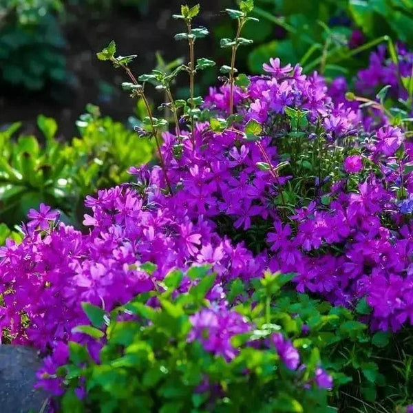 Best Shade Ground Covers 