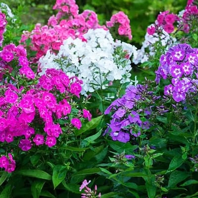 Ground Covers Plants