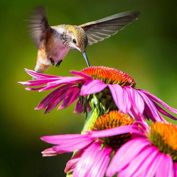 Iridescent green hummingbird hovers at pink coneflower, Tennessee garden plant