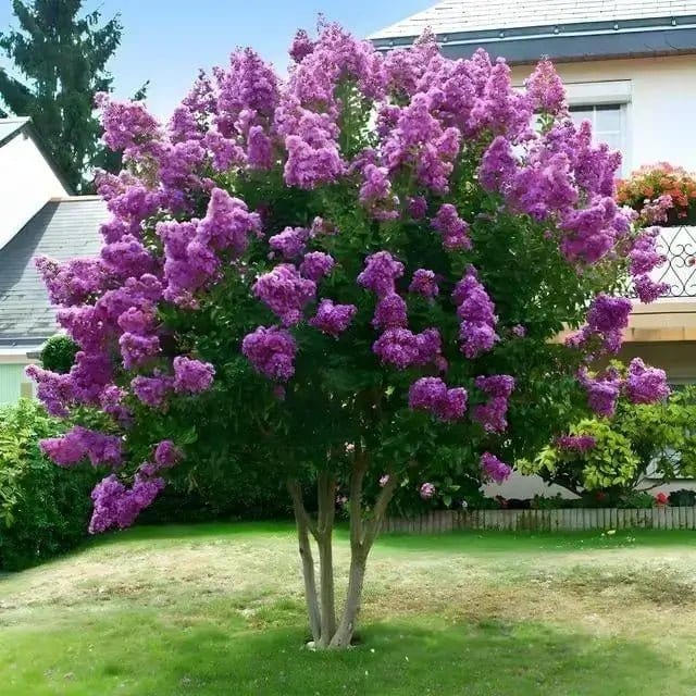 Vibrant purple lilac-like crepe myrtle tree with dense blossoms and lush green foliage