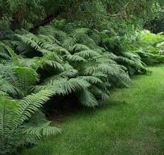 Lush green Tennessee native ferns with feathery fronds in grassy area