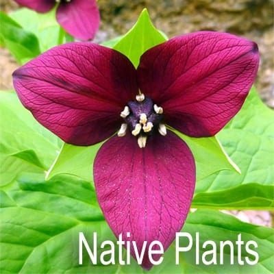 Deep magenta trillium flower, low-maintenance native for Tennessee gardens