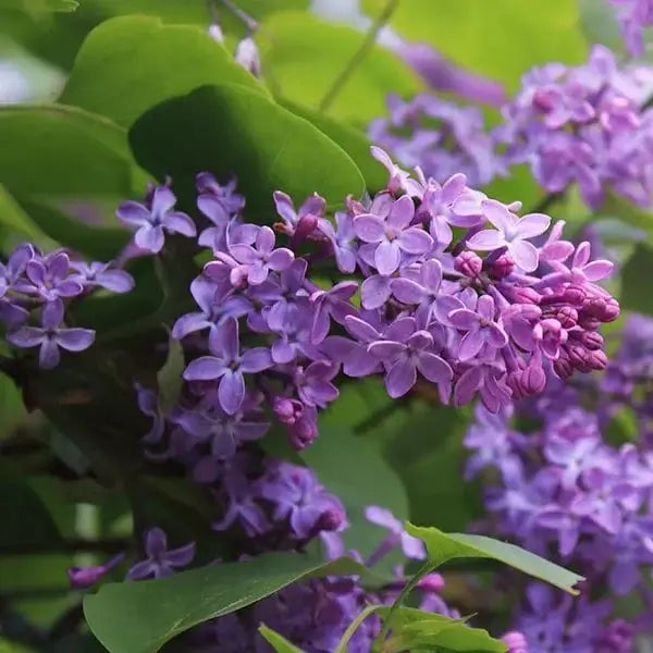 Fragrant Plants