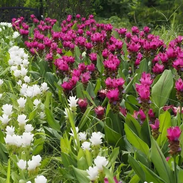 Vibrant pink and white Siam tulips in lush green field for Tennessee gardens