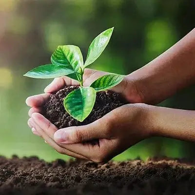 Delicate green seedling with glossy leaves in rich soil for planting success