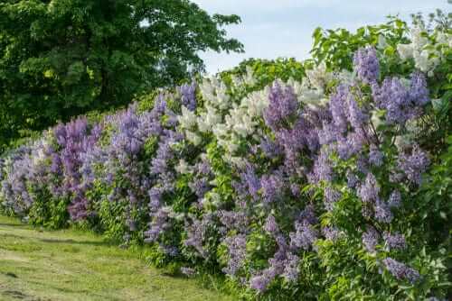 Vibrant lilac hedge with purple white blossoms for small gardens