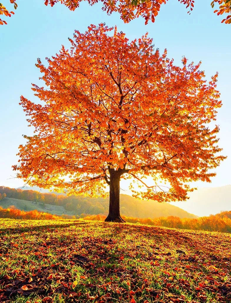 Majestic fast-growing tree with orange red autumn leaves on grassy hill