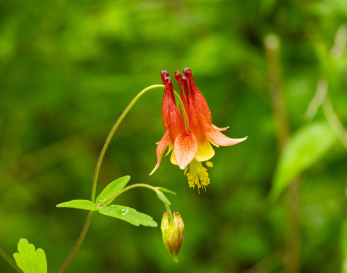 Columbine