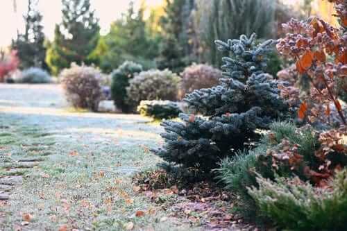 Frost-dusted blue spruce beside native autumn shrubs in woodland garden path