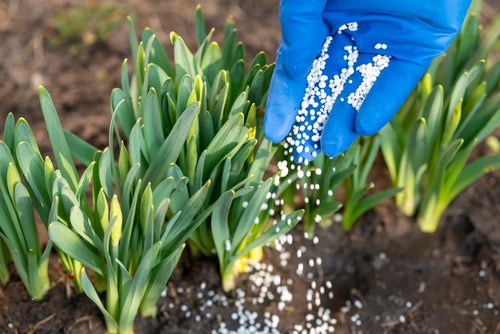 fertilizing outdoor plants