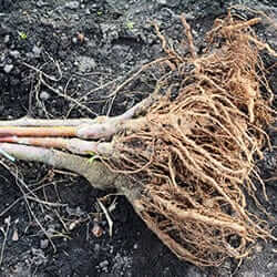 Freshly harvested garlic bulbs with fibrous roots, like Tennessee bare root trees