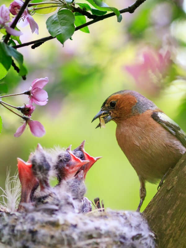Vibrant orange gray bird with food feeds three fluffy chicks on branch in Birding Plants