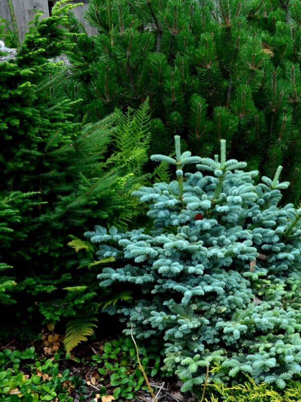 Vibrant blue spruce tree, deer resistant, with dense needles amid evergreens and ferns