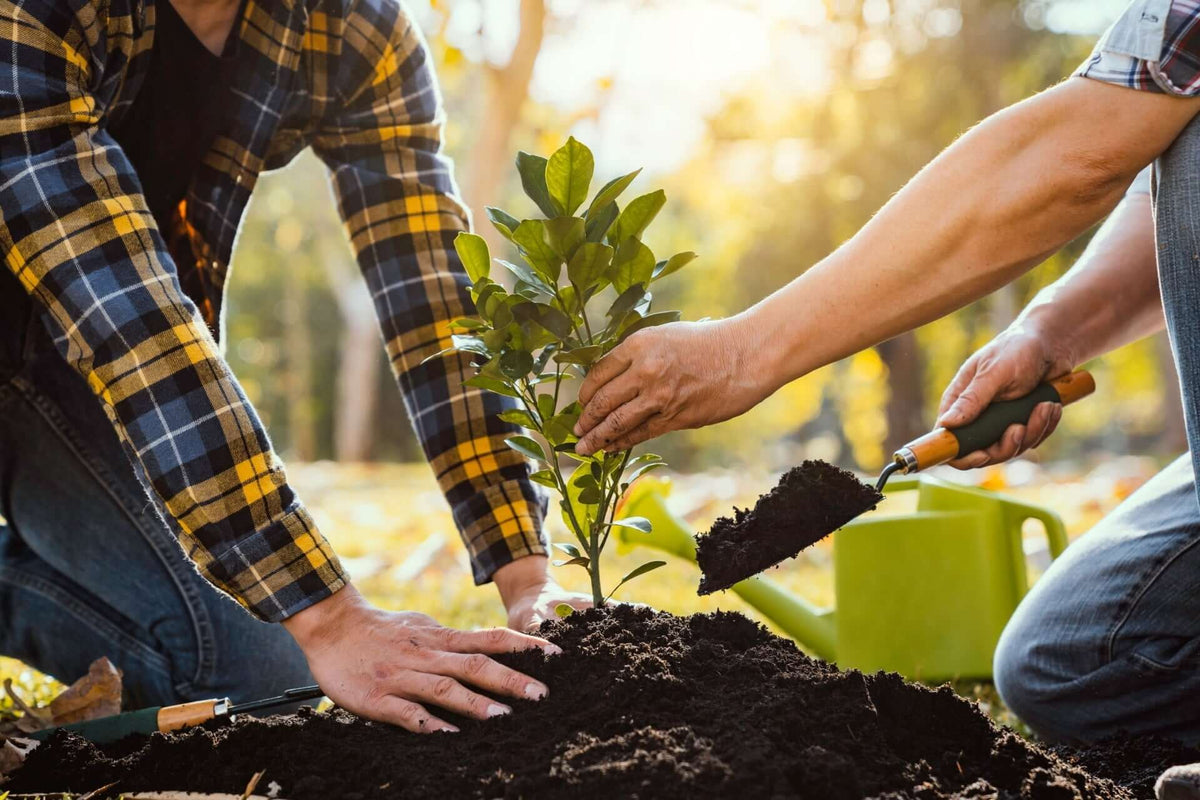 Young citrus tree seedling with vibrant green leaves in rich dark soil