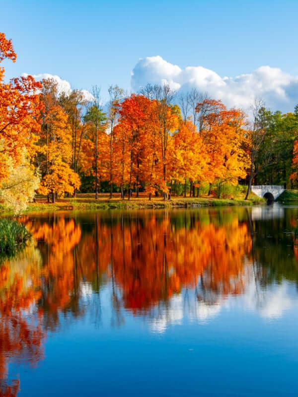 Serene autumn lake reflecting orange red trees in Fast Growing Trees collection