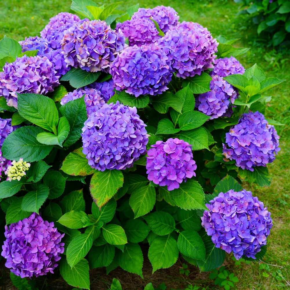 Vibrant purple hydrangea blossoms with green leaves from All Shrubs collection