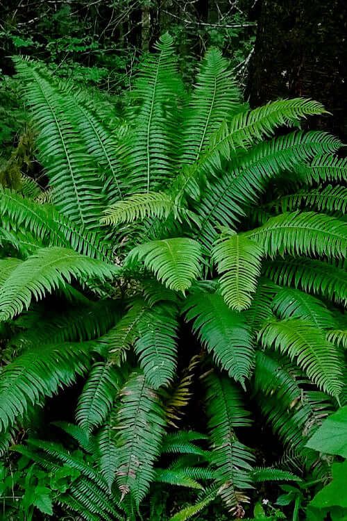 Vibrant green fern with long feathery fronds in Ferns collection