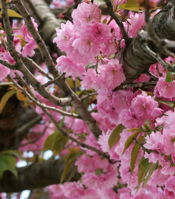 Delicate pink cherry blossoms on tree branch in Flowering Trees collection