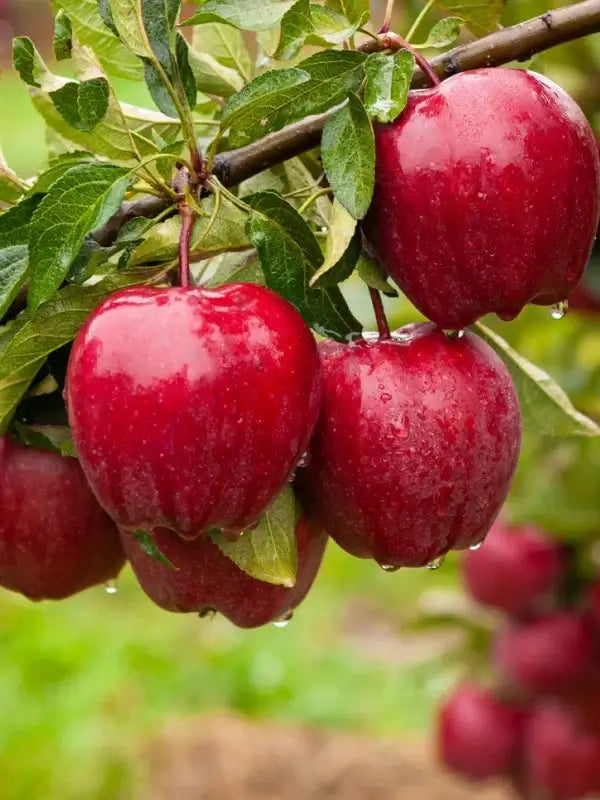 Shiny red apples with water droplets on fruit tree branch