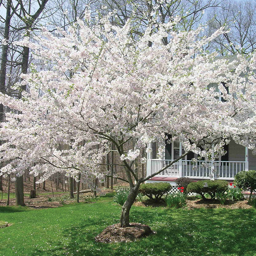 Yoshino Cherry Tree