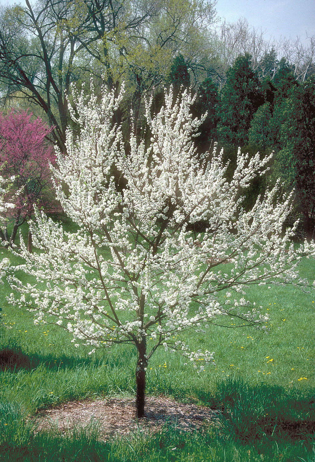 Wild Plum Tree