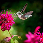 Vibrant green and white hummingbird hovers near pink flower in 10 Hummingbird Plants