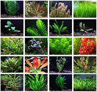 Vibrant 10 water garden plants in green, red, and brown shades