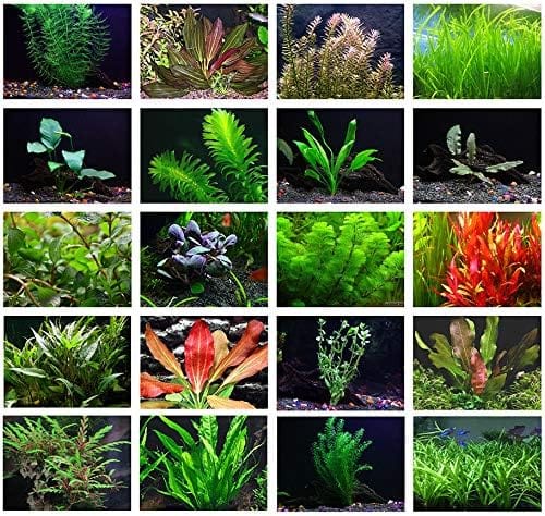 Vibrant 10 water garden plants in green, red, and brown shades