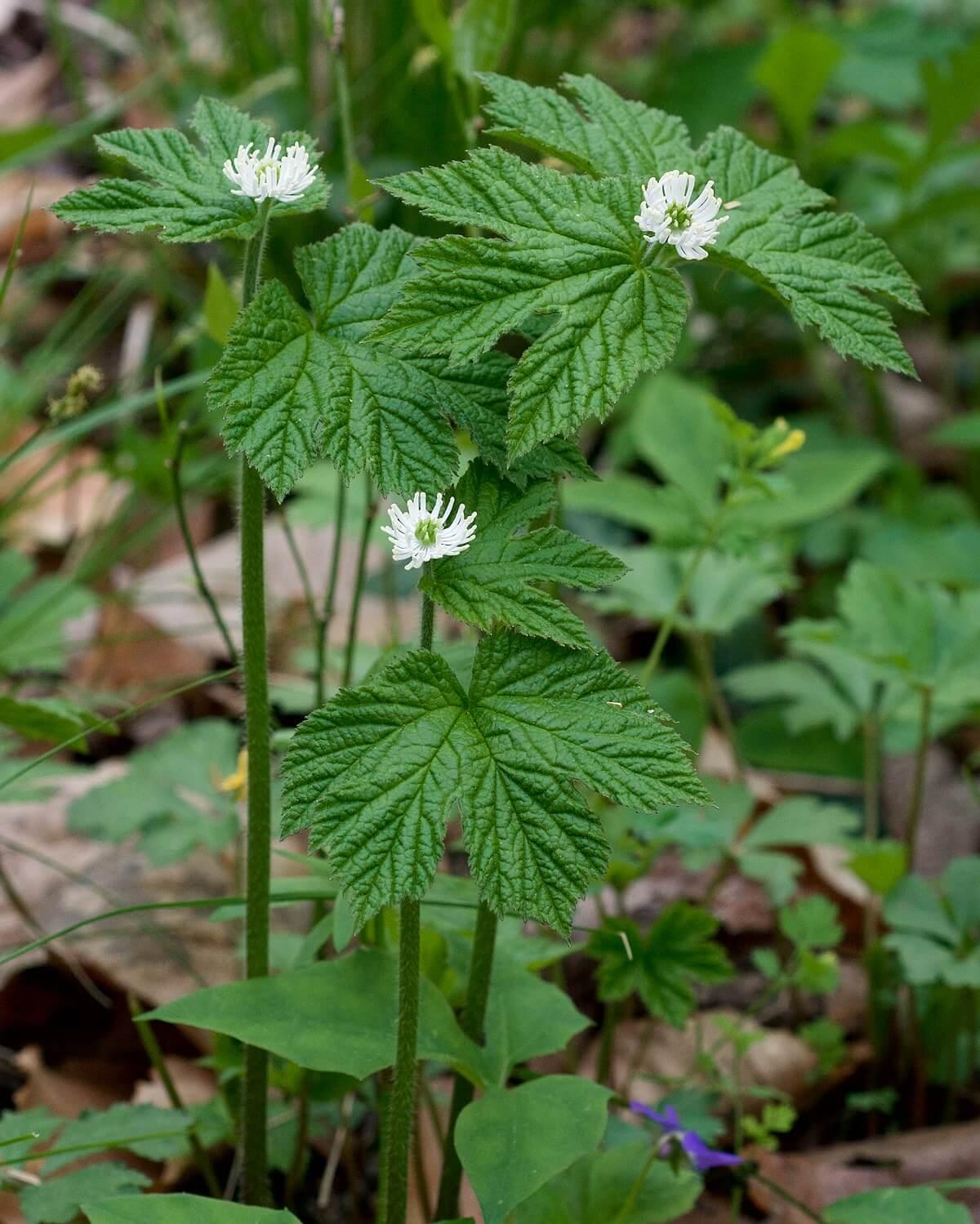 Goldenseal Plant