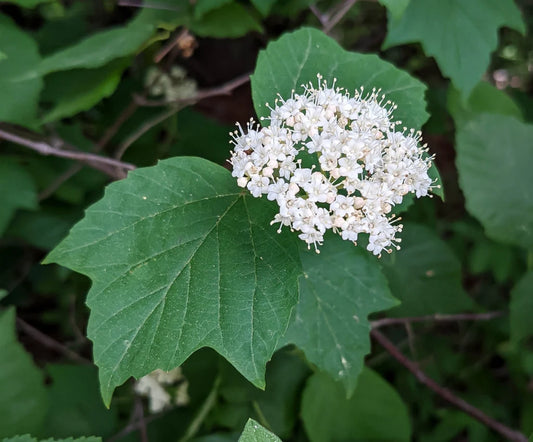 Maple Leaf Viburnum