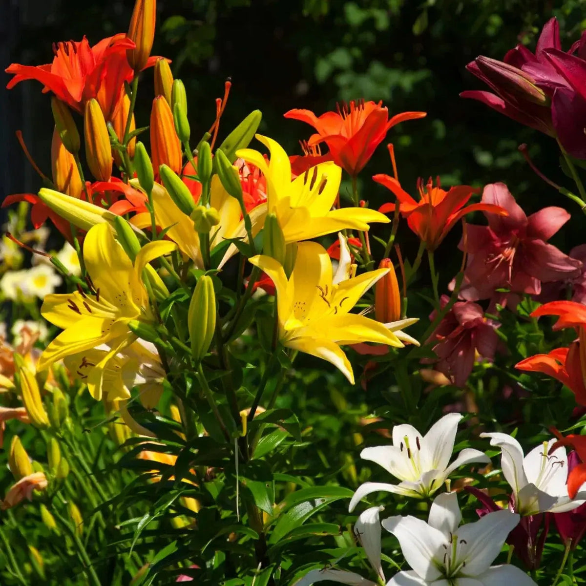 Flowering Perennials 