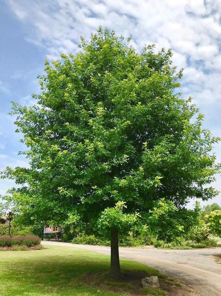 Pin Oak Tree