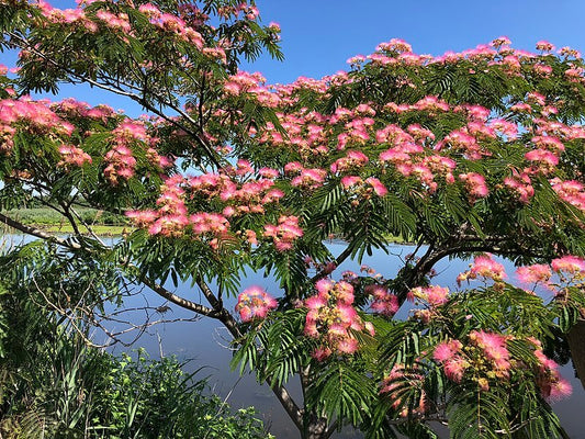 Mimosa Tree