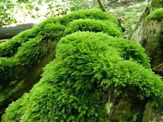 Fern Moss - 5 Square Feet