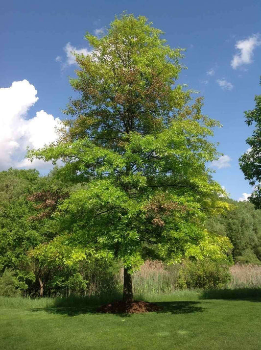 Pin Oak Seedlings