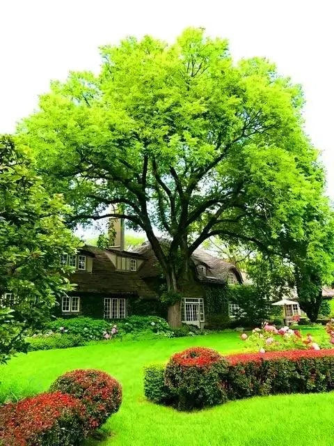 American Elm Tree