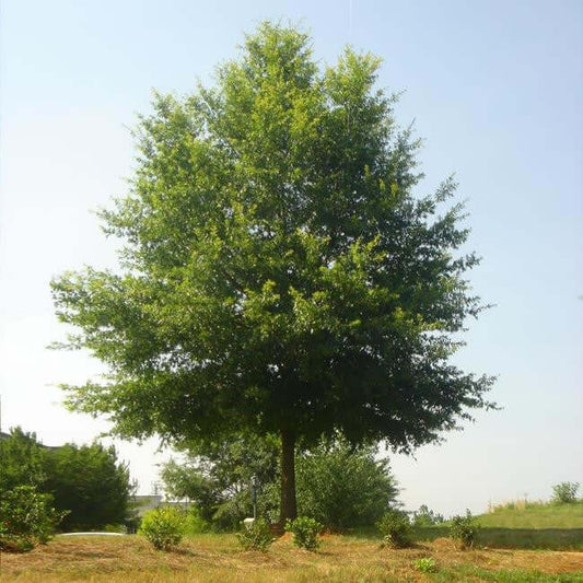 Willow Oak Seedlings