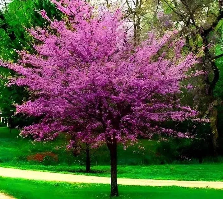 Redbud Tree