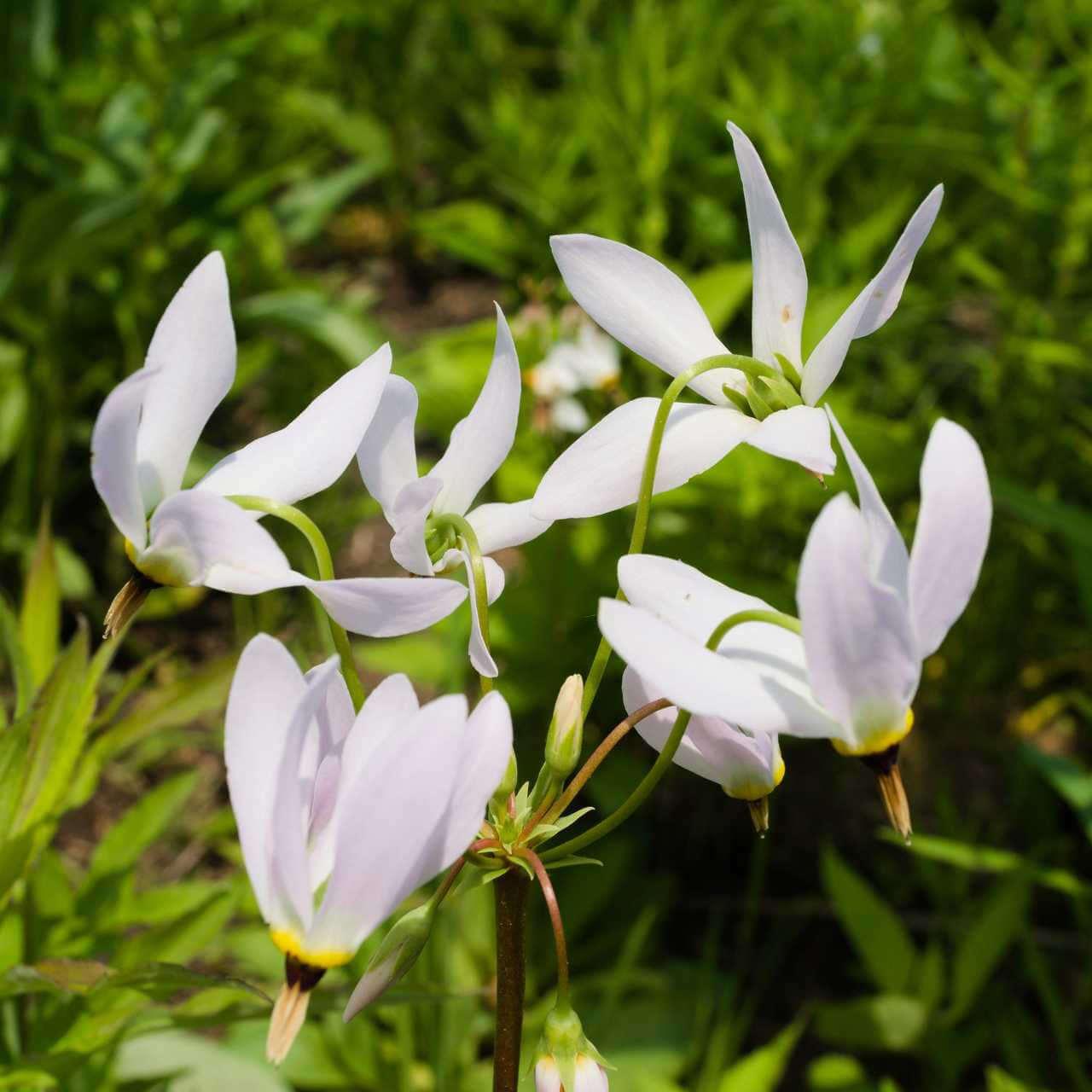 Shooting Star Plant