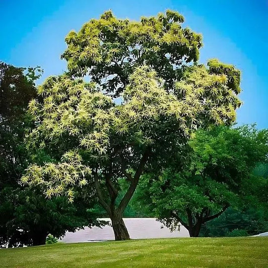 Chinese Chestnut Tree