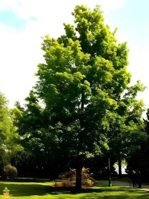 Silver Maple