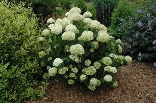 Smooth Hydrangea