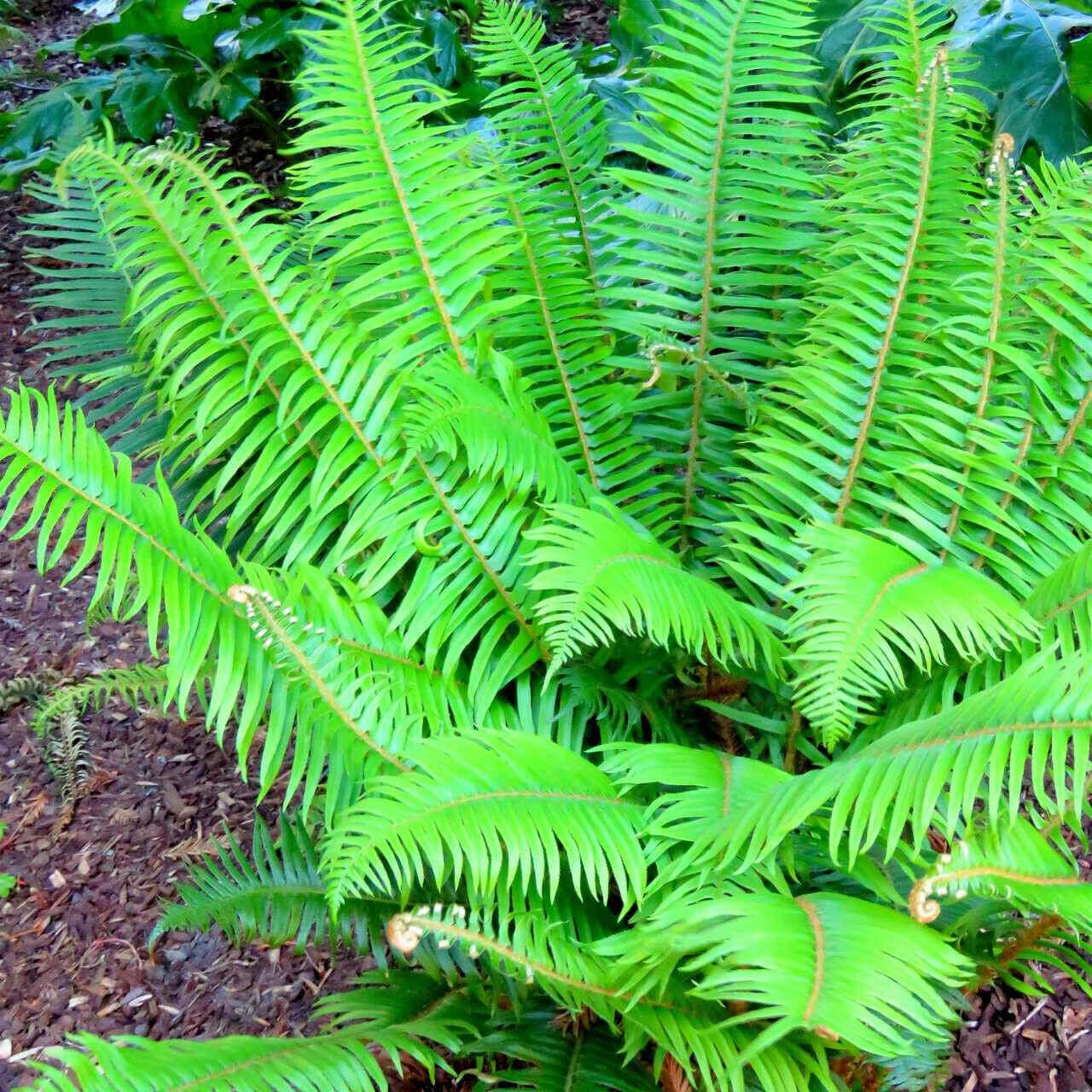 Christmas Ferns