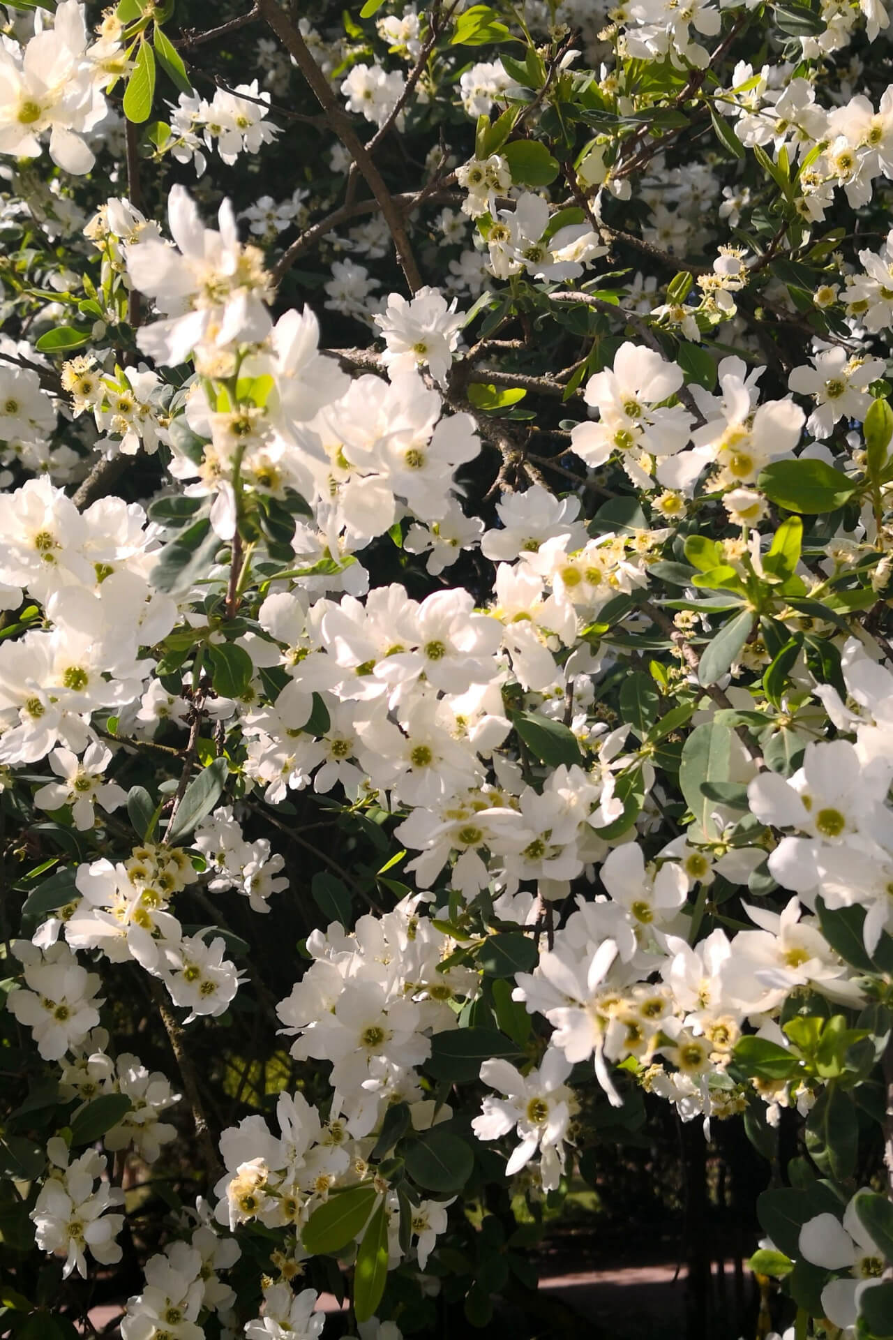 6 Flowering Shrubs